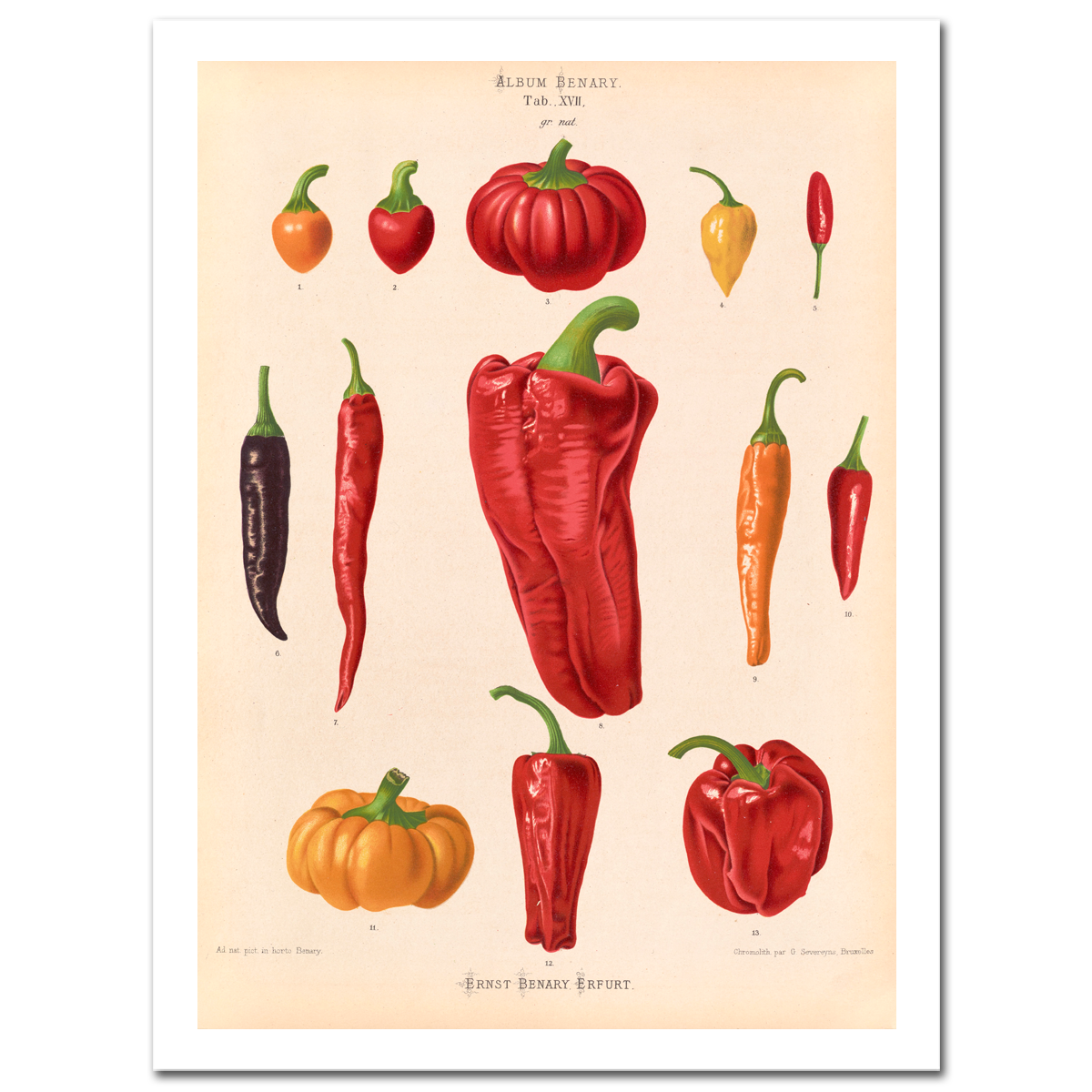 Ernst Benary, Chili Peppers, 1876-86