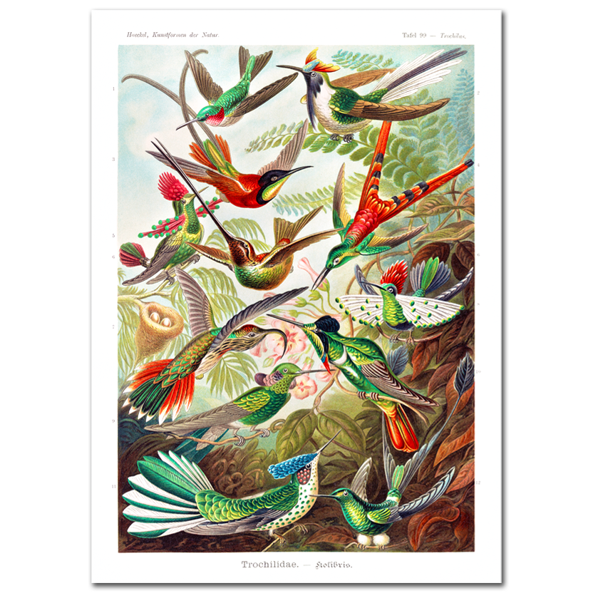 Ernst Haeckel, Trochilidae Kolibris, 1904