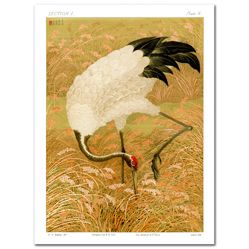 G.A. Audsley, Sarus crane in rice field, 1884