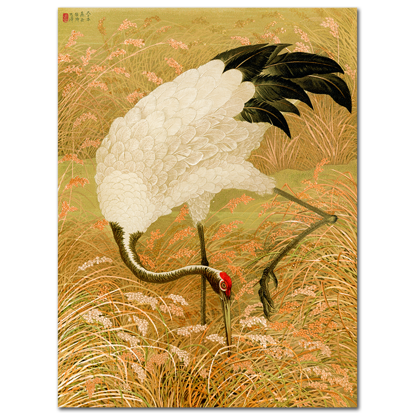 G.A. Audsley, Sarus crane in rice field, 1884