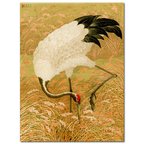 G.A. Audsley, Sarus crane in rice field, 1884