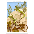 Póster de Maurice Pillard Verneuil, Lézard, 1897, de Buenpóster
